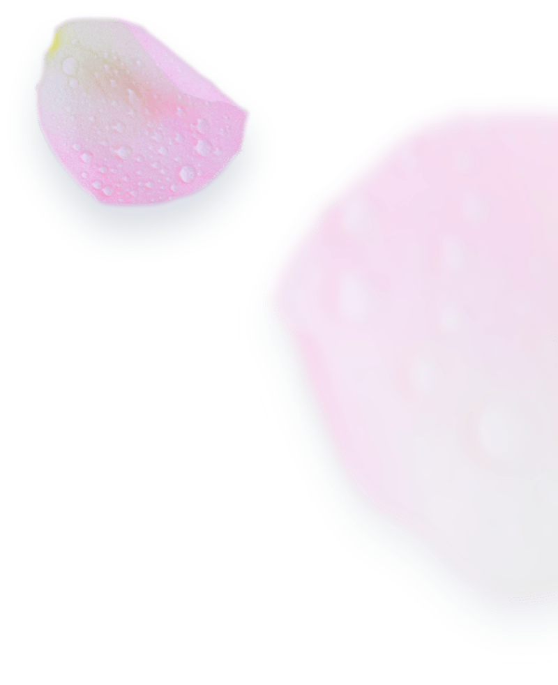 Rosa Blütenblätter auf hellem Grund